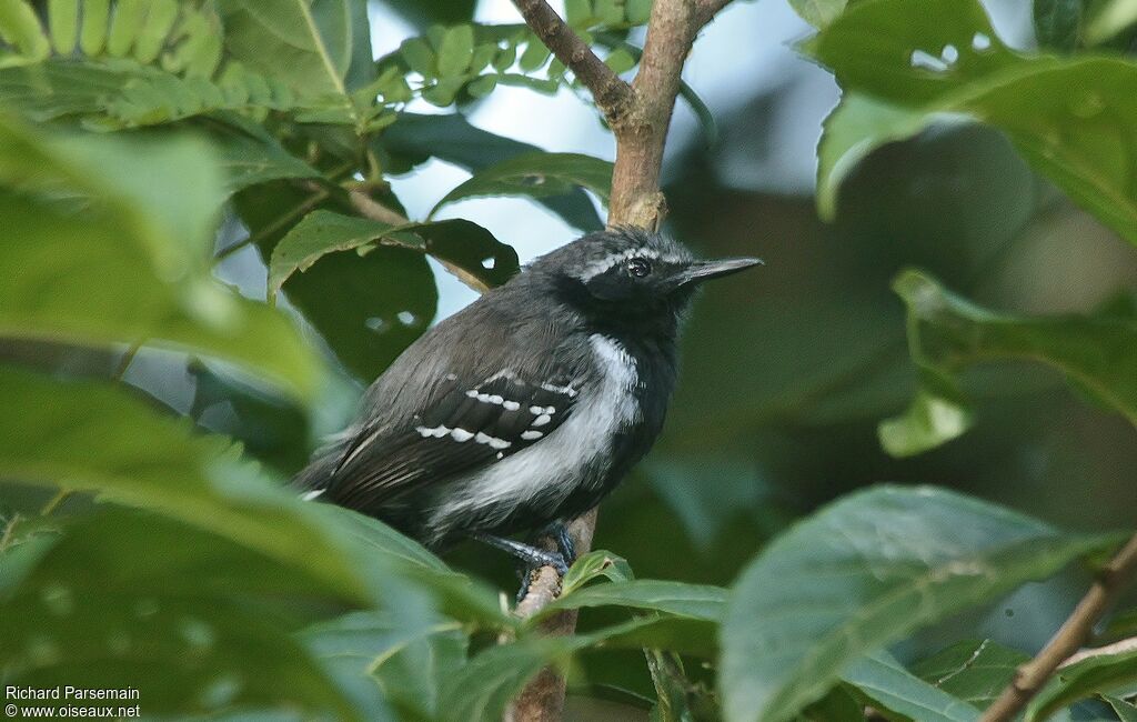 Southern White-fringed Antwren male adult