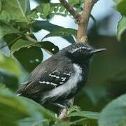 Southern White-fringed Antwren