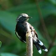 Southern White-fringed Antwren