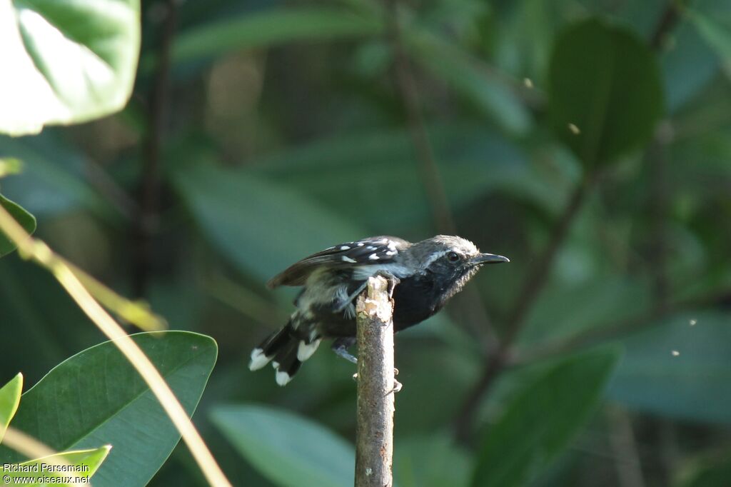 Southern White-fringed Antwren male adult