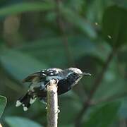 Southern White-fringed Antwren