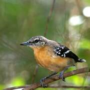 Southern White-fringed Antwren