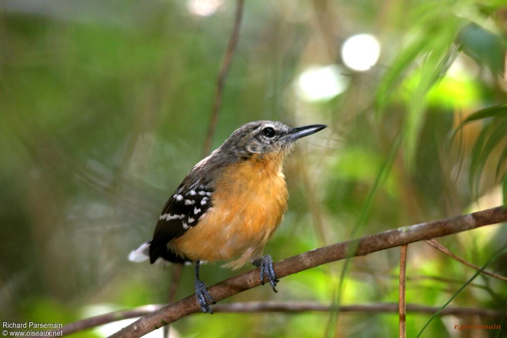 Southern White-fringed Antwren female adult