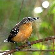 Southern White-fringed Antwren