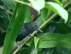 Blackish Antbird