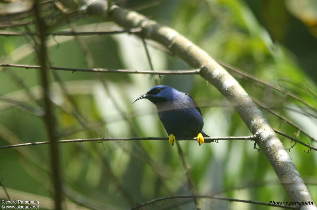 Purple Honeycreeper male adult