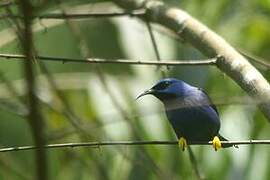 Purple Honeycreeper