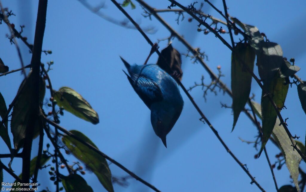 Purple Honeycreeper male adult