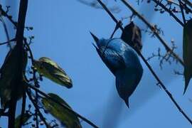 Purple Honeycreeper