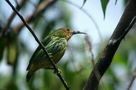 Purple Honeycreeper