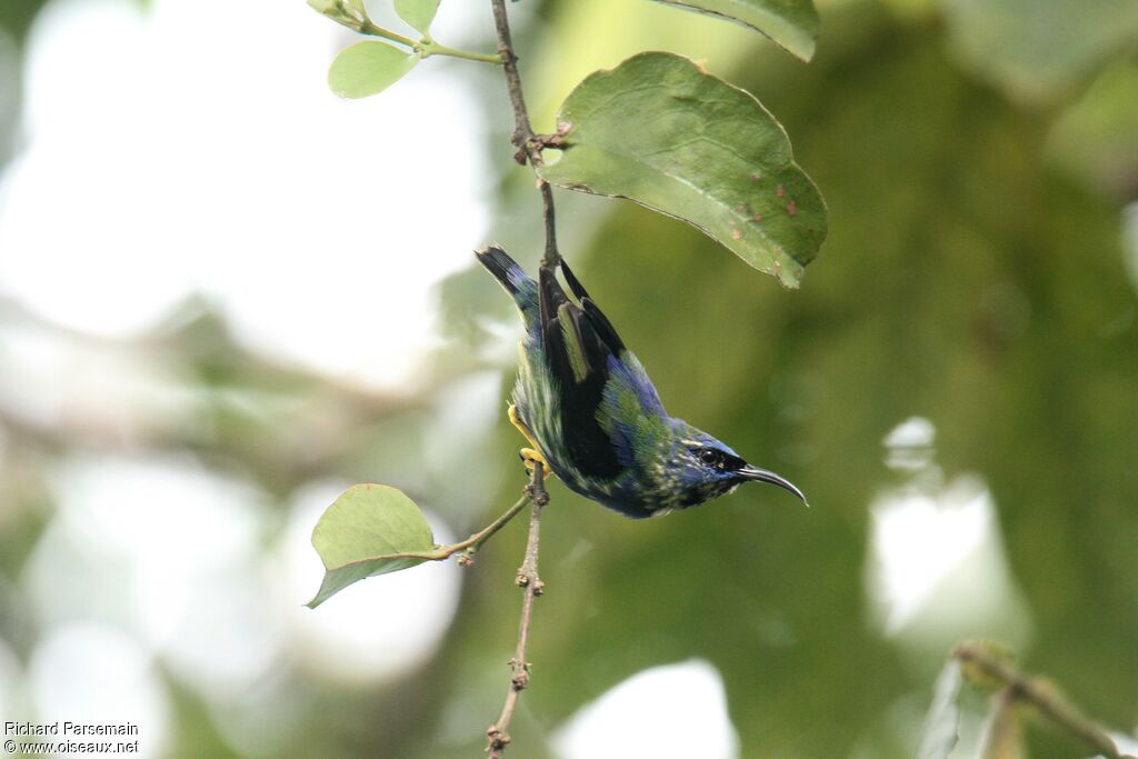 Purple Honeycreeper