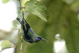 Purple Honeycreeper