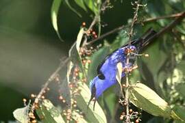 Red-legged Honeycreeper