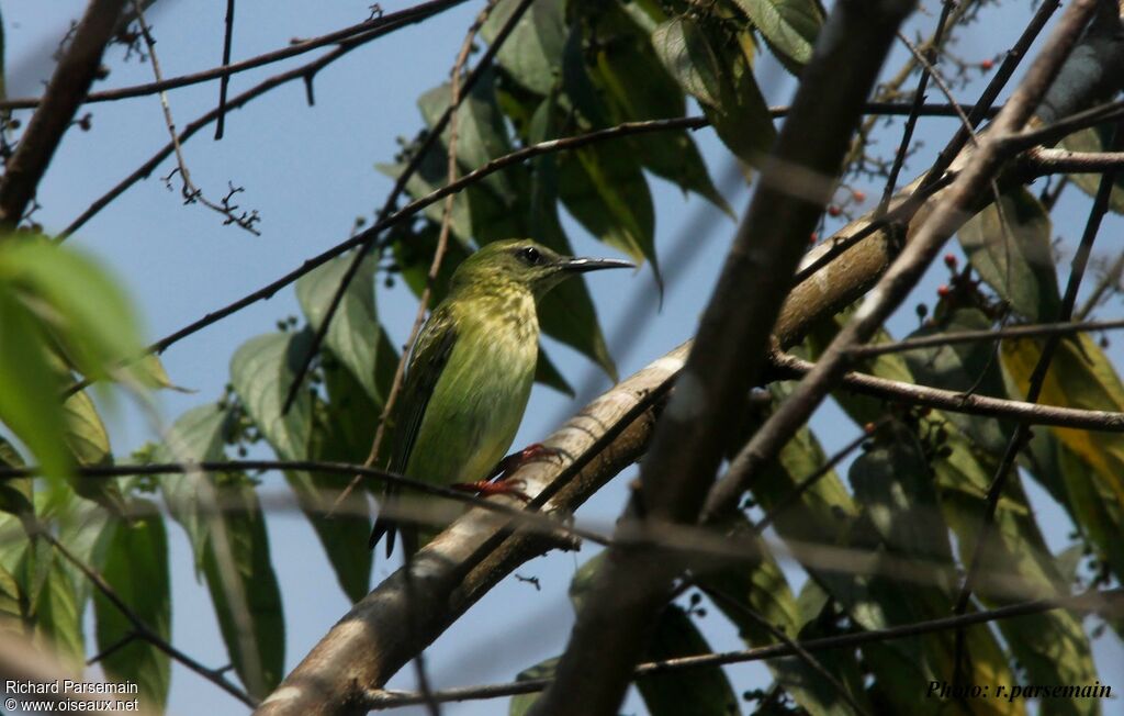 Red-legged Honeycreeper