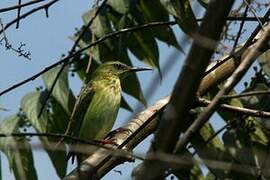 Red-legged Honeycreeper