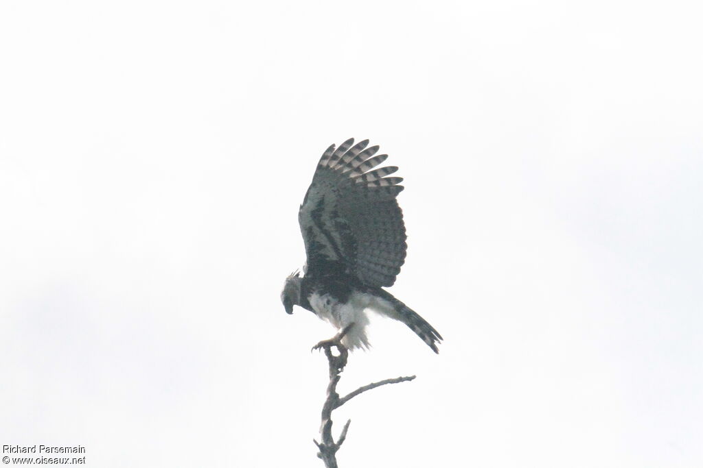 Harpy Eagle