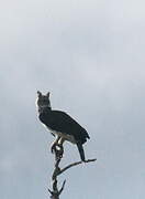 Harpy Eagle