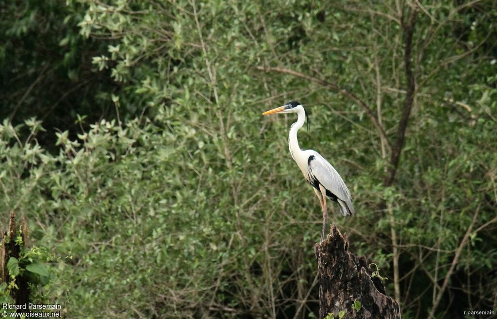 Cocoi Heron