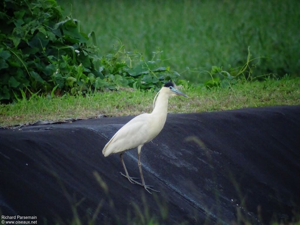 Capped Heronadult