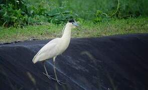 Capped Heron