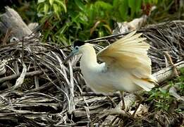 Capped Heron