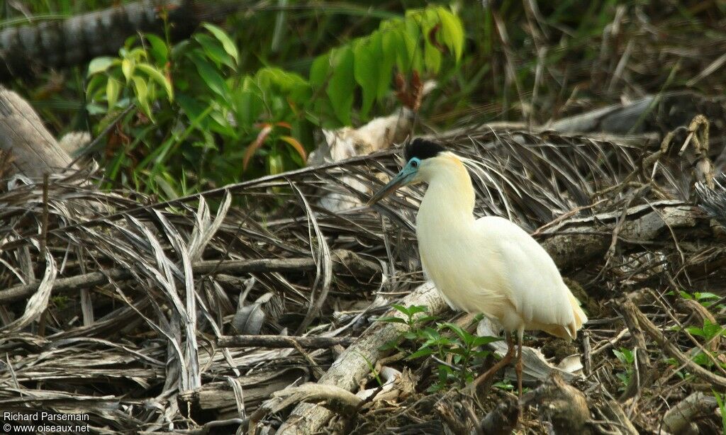 Capped Heronadult, walking, eats