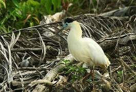 Capped Heron