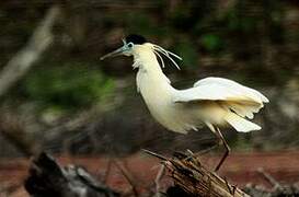 Capped Heron