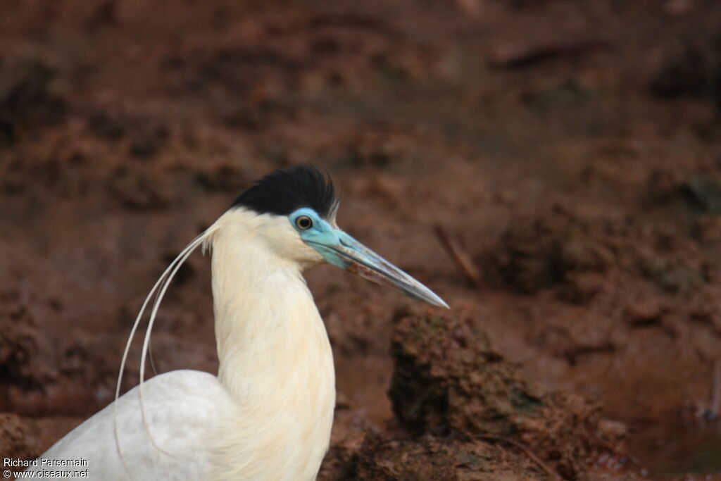 Capped Heronadult, walking, eats