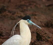 Capped Heron