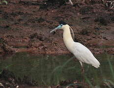 Capped Heron