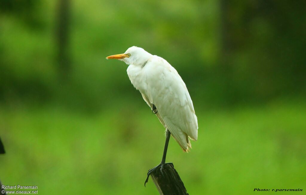 Western Cattle Egretadult