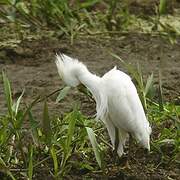 Western Cattle Egret