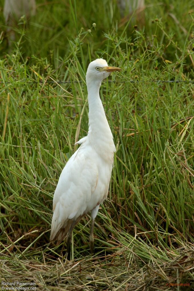 Western Cattle Egretadult