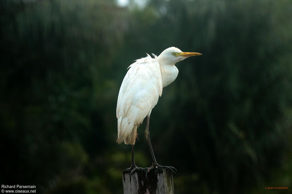 Western Cattle Egretadult