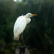 Western Cattle Egret