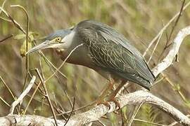 Striated Heron