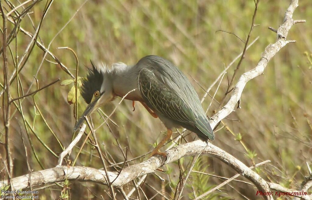 Striated Heronadult