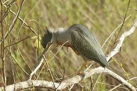 Striated Heron