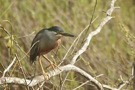 Striated Heron