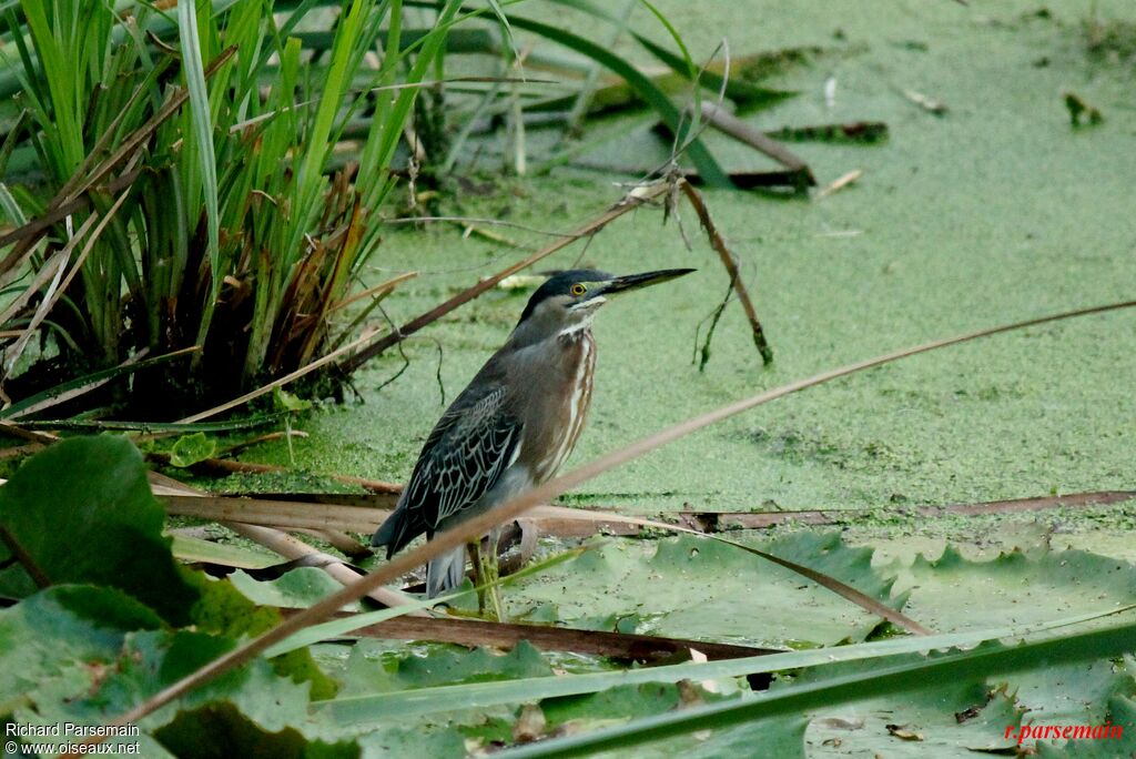 Striated Heronadult