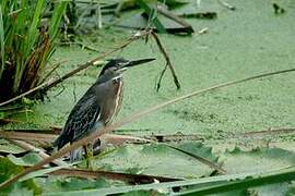 Striated Heron