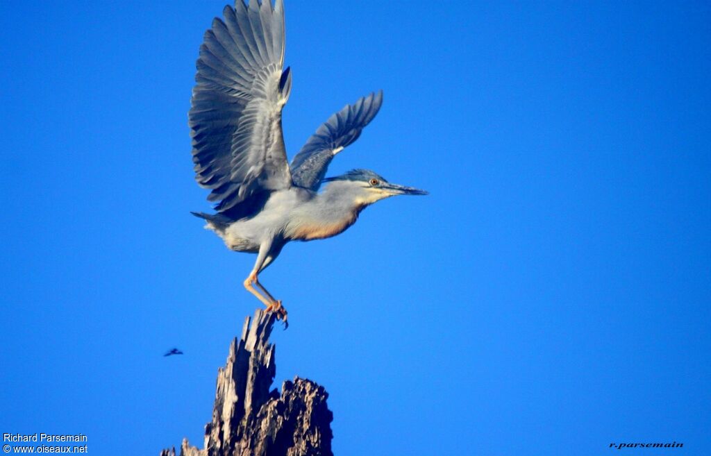 Striated Heronadult