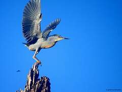 Striated Heron