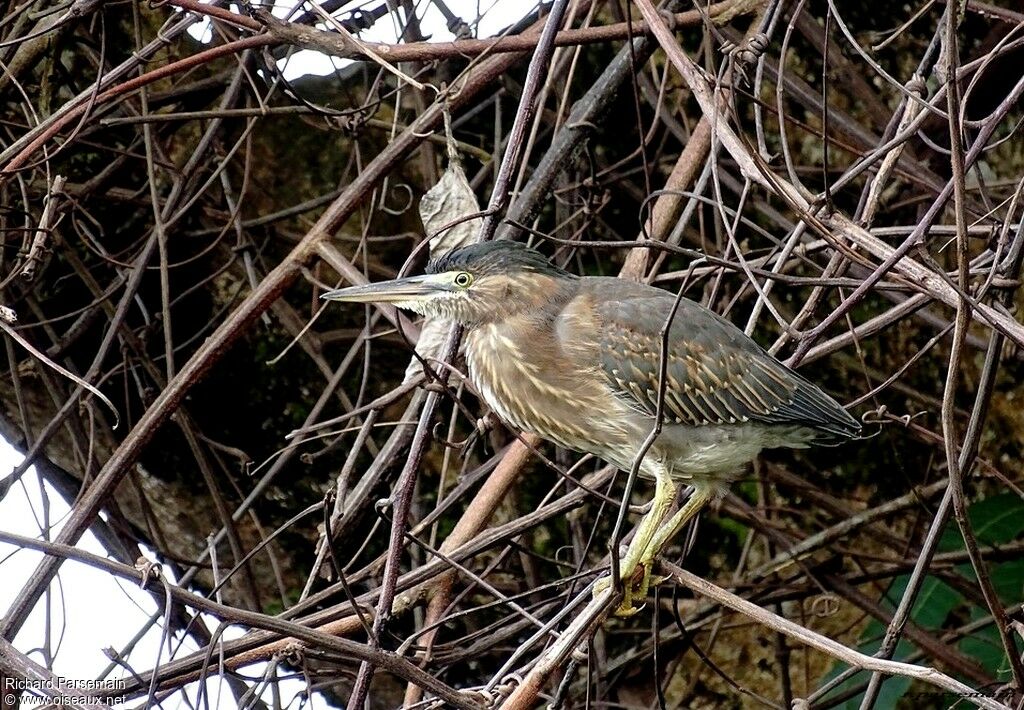 Héron striéimmature