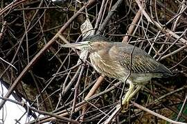 Striated Heron