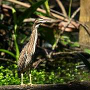 Striated Heron