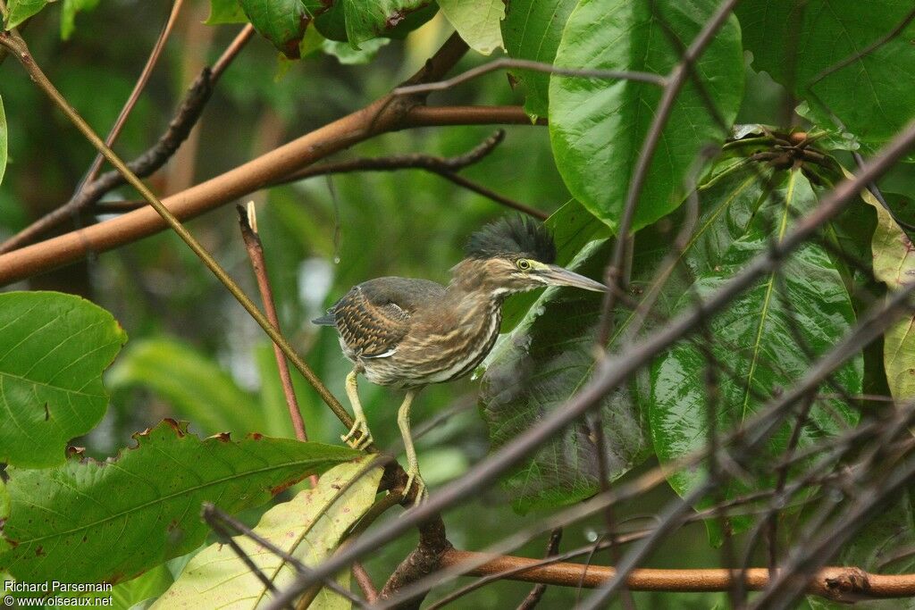 Héron striéimmature