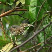 Striated Heron