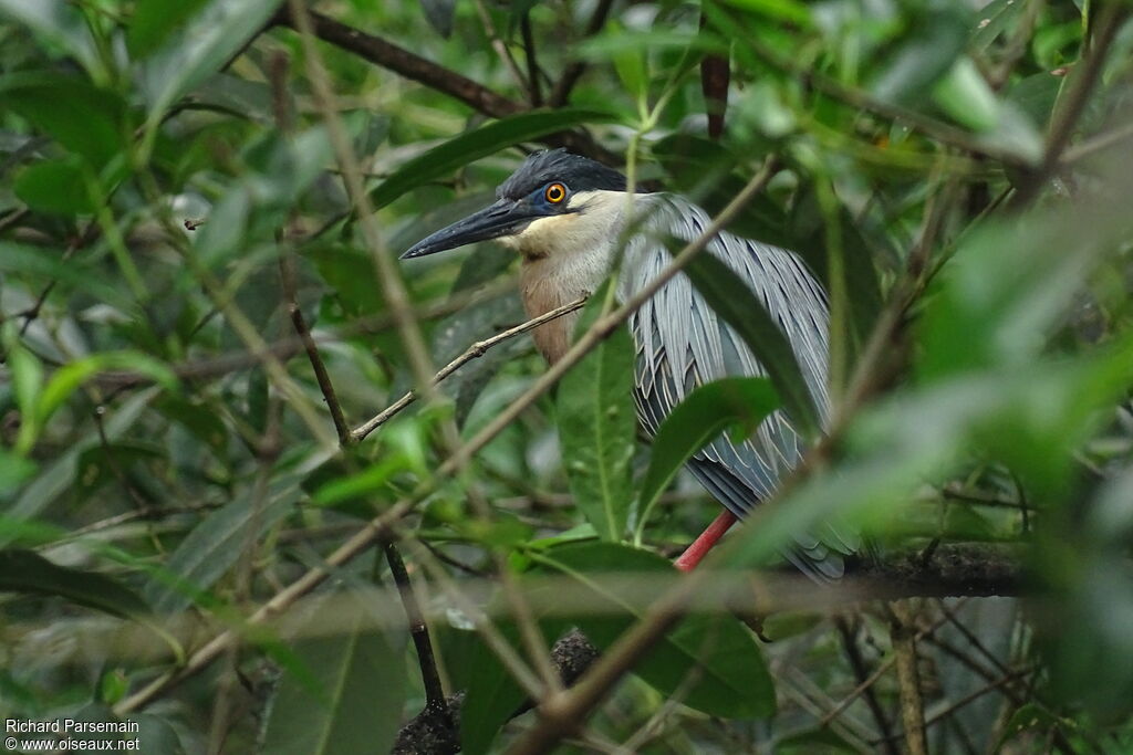 Striated Heron